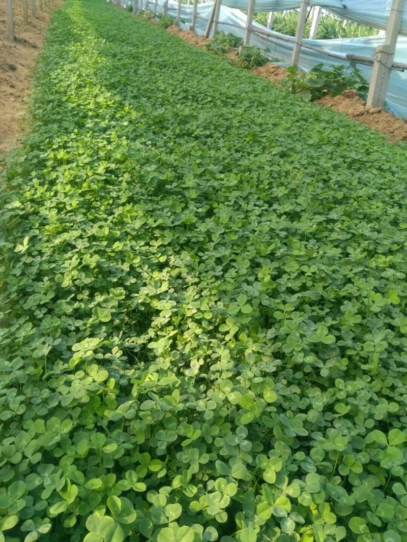 紫花地丁自产自销紫花地丁基地直销。300万处理。