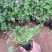 红花酢浆草农户直销300万红花酢浆草直销。处理