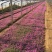 红花酢浆草农户直销300万红花酢浆草直销。处理