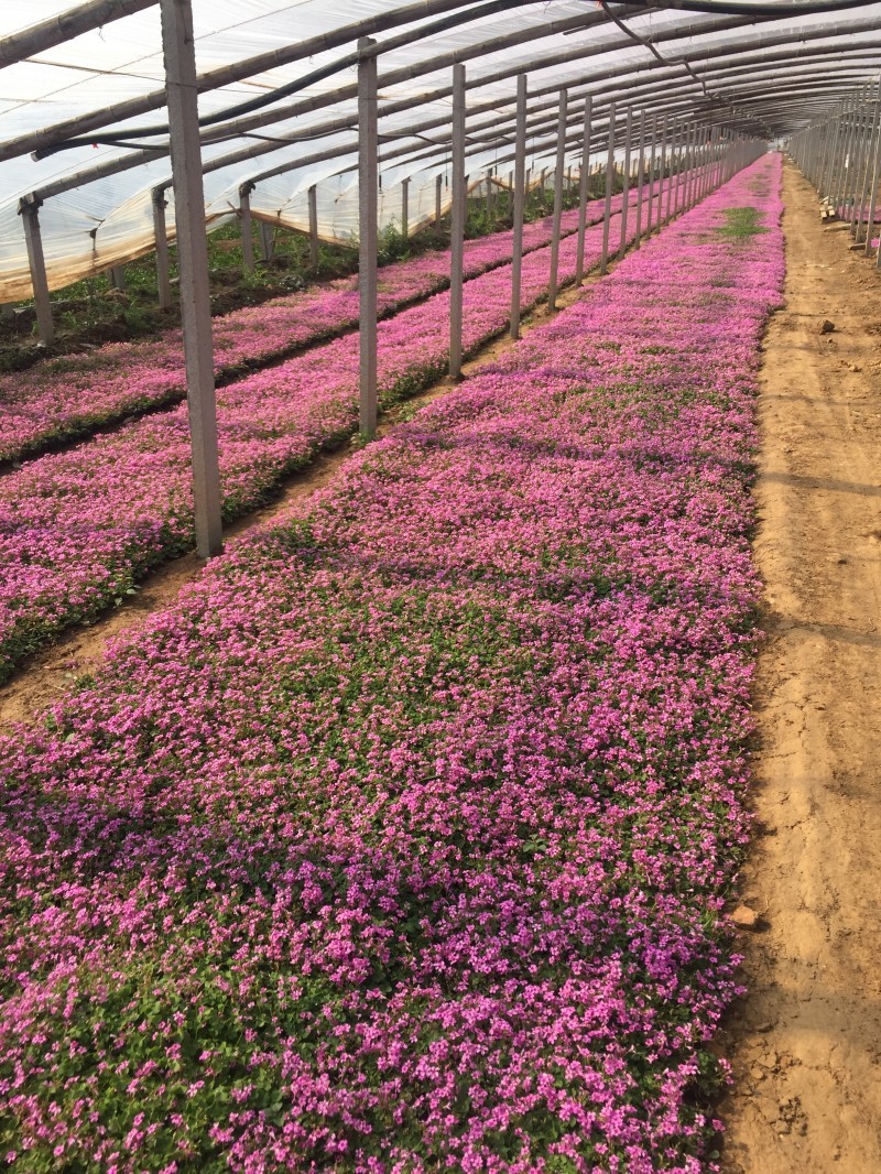 红花酢浆草农户直销300万红花酢浆草直销。处理