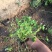 红花酢浆草农户直销300万红花酢浆草直销。处理
