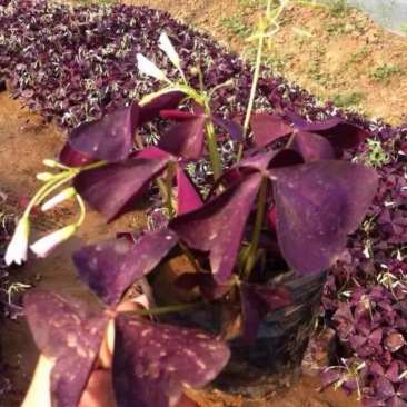 紫叶酢浆草自产自销紫叶酢浆草大量出售。500万处理