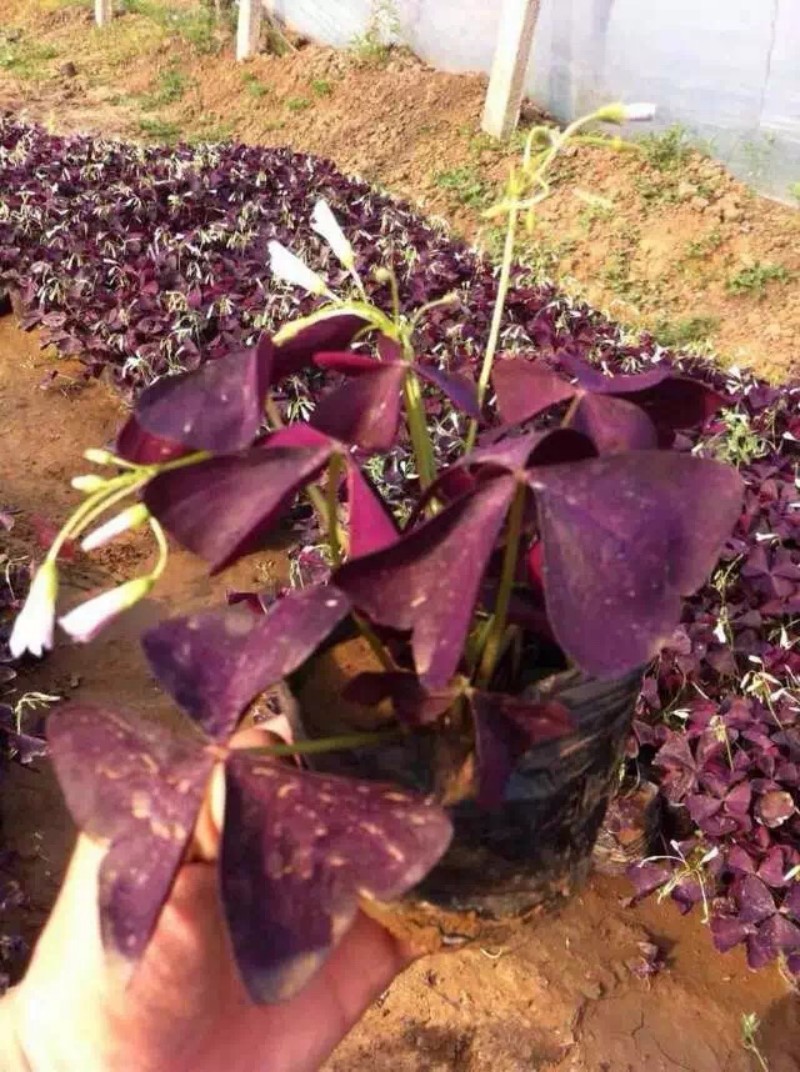 紫叶酢浆草自产自销紫叶酢浆草大量出售。500万处理