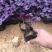 紫叶酢浆草自产自销紫叶酢浆草大量出售。500万处理