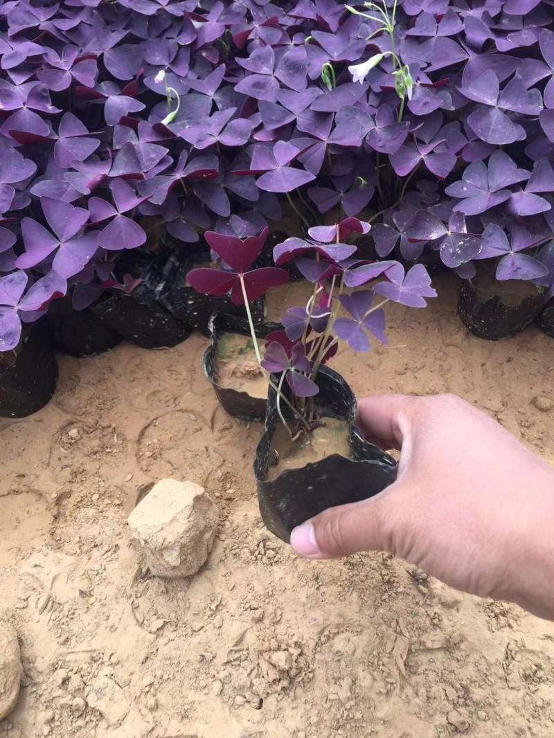 紫叶酢浆草自产自销紫叶酢浆草大量出售。500万处理