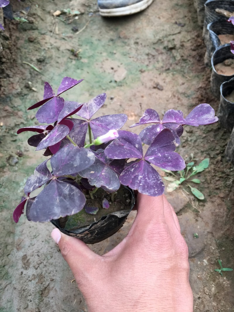 紫叶酢浆草自产自销紫叶酢浆草大量出售。500万处理