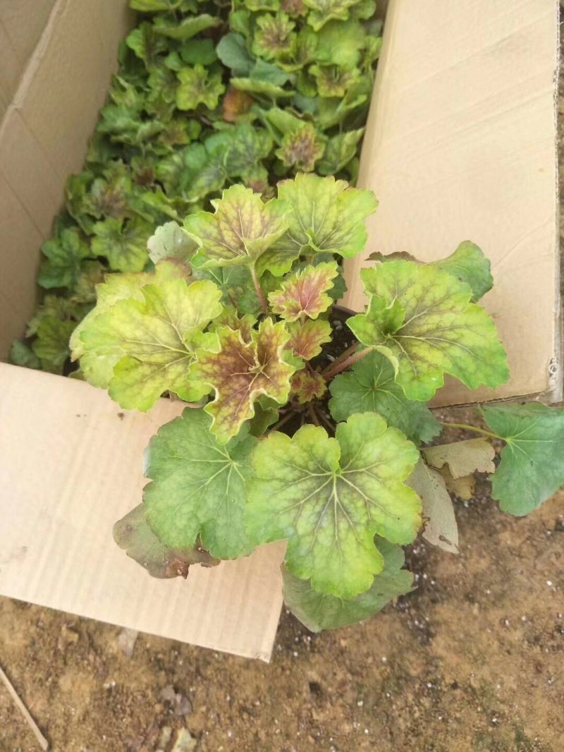 矾根自产自销矾根种植基地60万双色盆矾根种植基地
