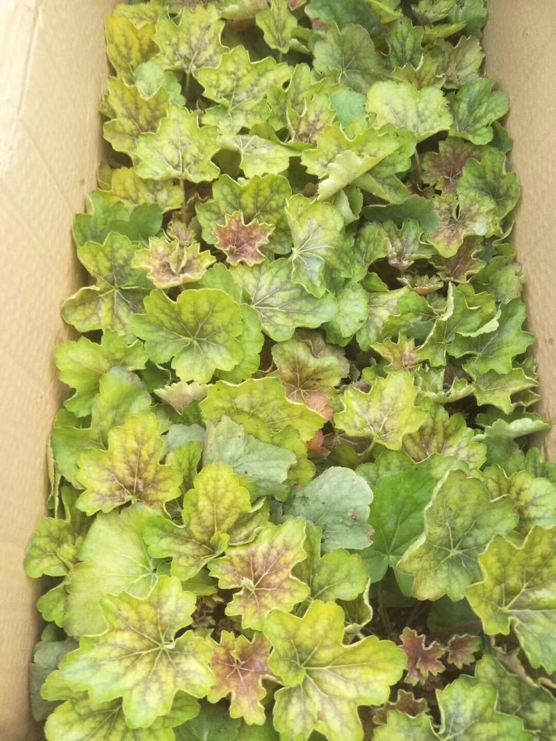 矾根自产自销矾根种植基地60万双色盆矾根种植基地