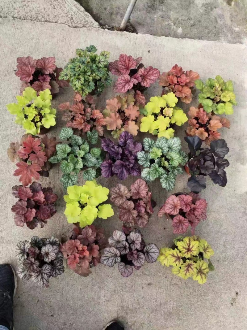 矾根自产自销矾根种植基地60万双色盆矾根种植基地