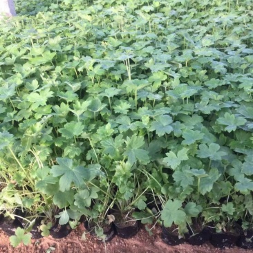 大花飞燕草种植基地大花飞燕草自产自销