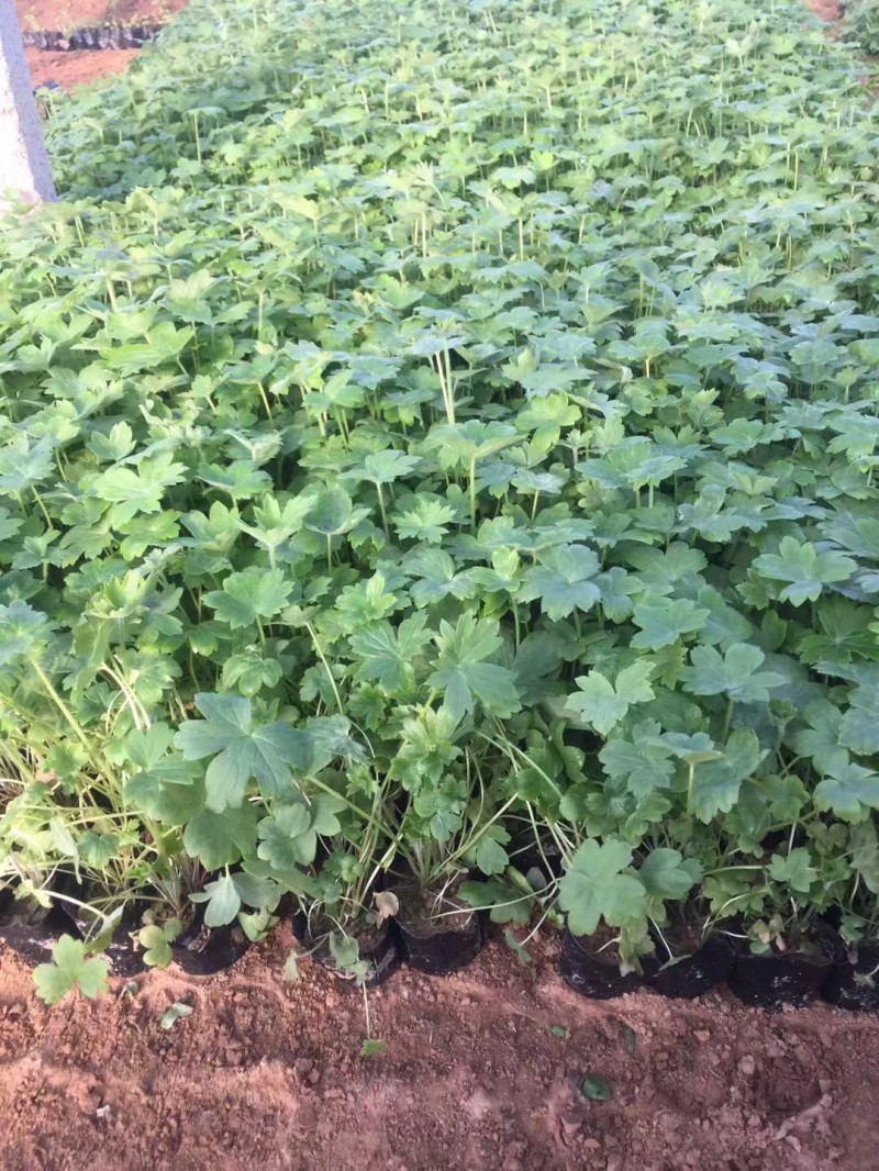 大花飞燕草种植基地大花飞燕草自产自销