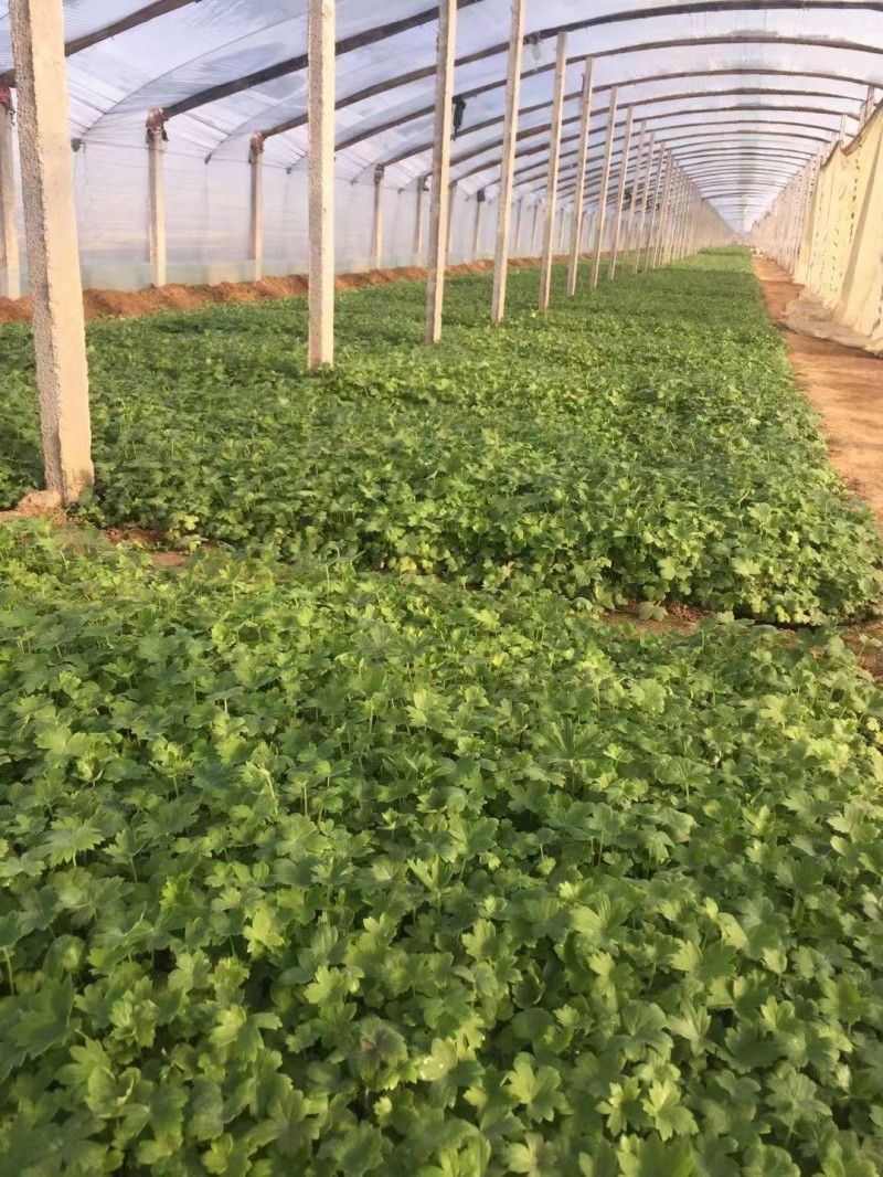 大花飞燕草种植基地大花飞燕草自产自销