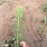 大花飞燕草种植基地大花飞燕草自产自销