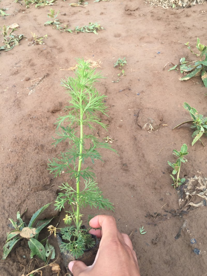 大花飞燕草种植基地大花飞燕草自产自销