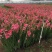 唐菖蒲自产自销唐菖蒲农户直销。300万处理