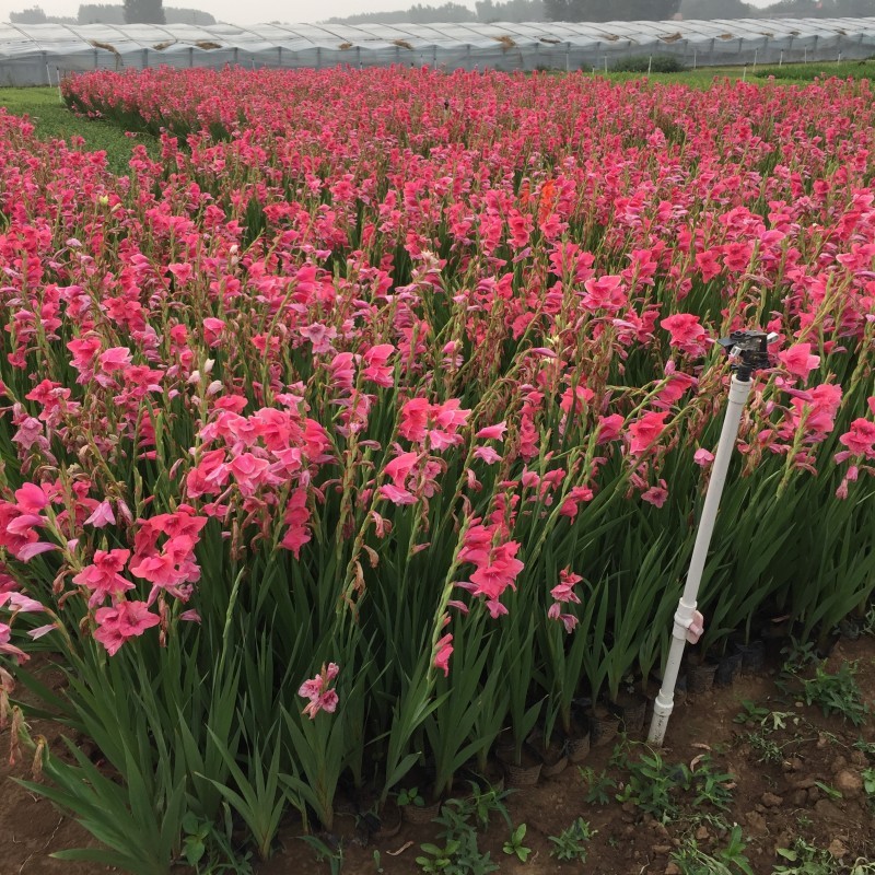 唐菖蒲自产自销唐菖蒲农户直销。300万处理