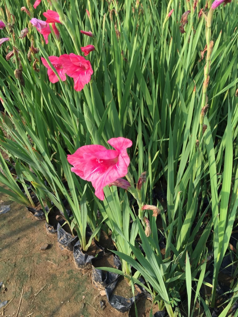 唐菖蒲自产自销唐菖蒲农户直销。300万处理