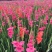 唐菖蒲自产自销唐菖蒲农户直销。300万处理