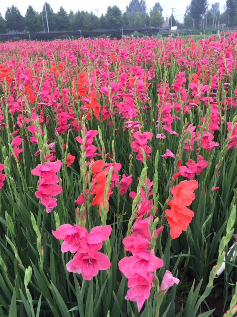 唐菖蒲自产自销唐菖蒲农户直销。300万处理