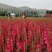 唐菖蒲自产自销唐菖蒲农户直销。300万处理
