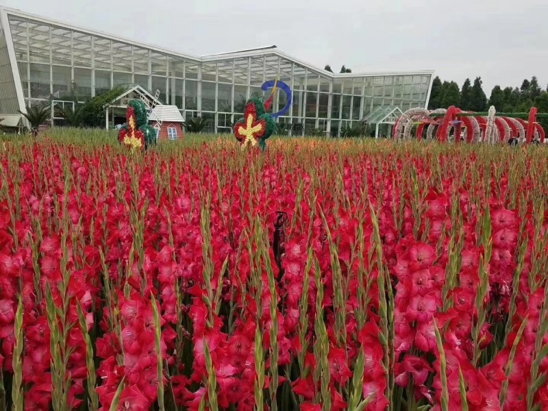 唐菖蒲自产自销唐菖蒲农户直销。300万处理