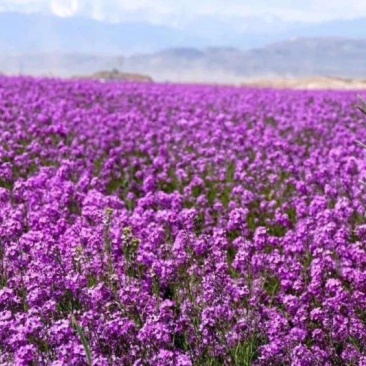 蓝香芥自产自销蓝香芥青州种植基地批发