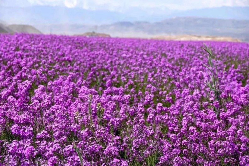 蓝香芥自产自销蓝香芥青州种植基地批发