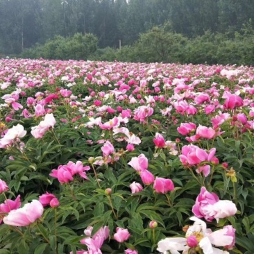 芍药自产自销芍药种植基地。20万低价