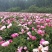 芍药自产自销芍药种植基地。20万低价