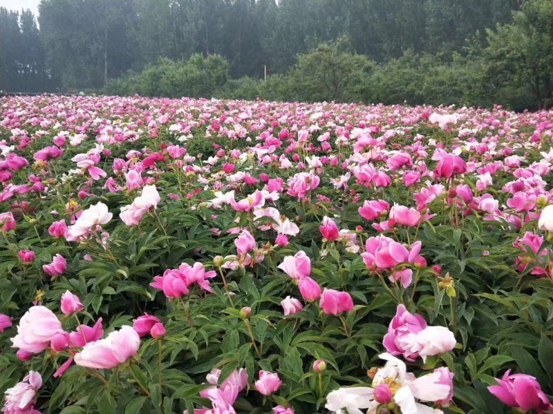 芍药自产自销芍药种植基地。20万低价