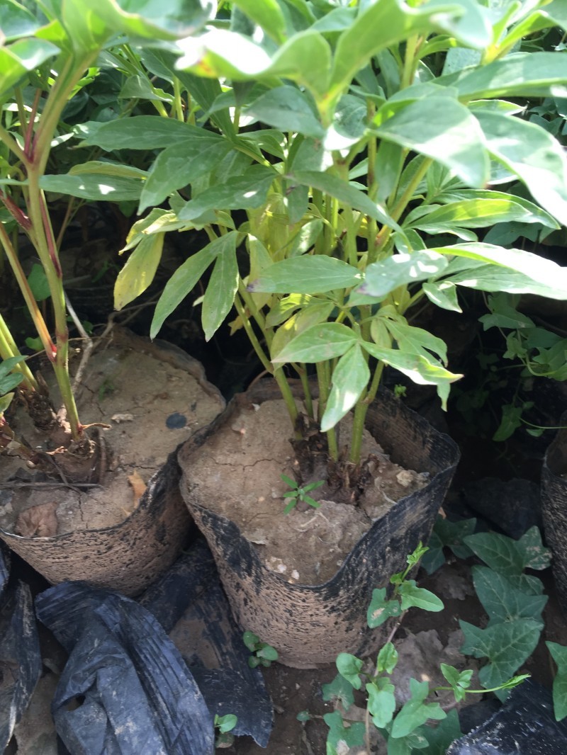 芍药自产自销芍药种植基地。20万低价