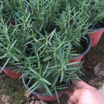 迷迭香农户自产直销迷迭香种植基地。300万处理。