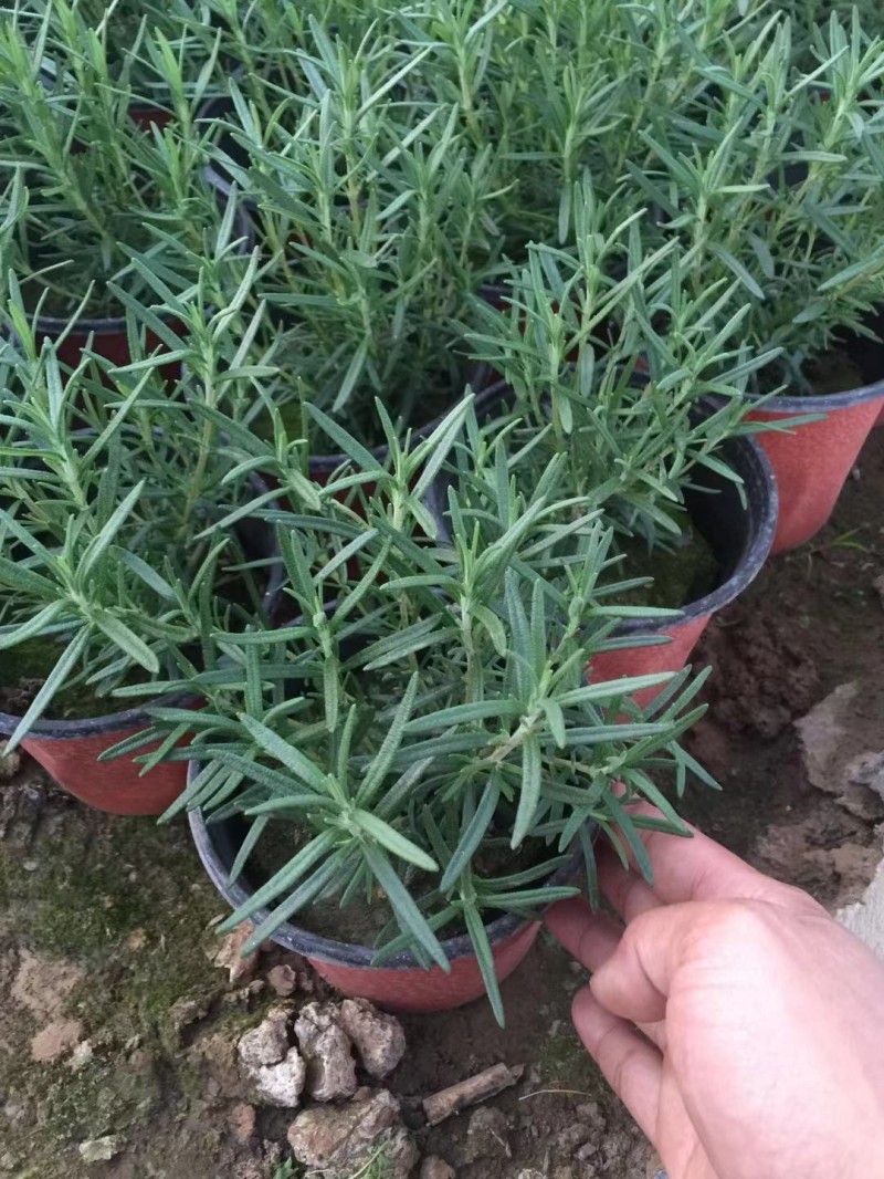 迷迭香农户自产直销迷迭香种植基地。300万处理。
