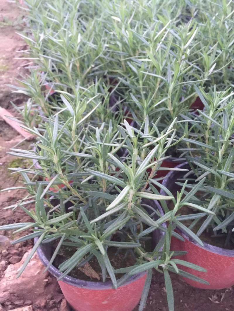 迷迭香农户自产直销迷迭香种植基地。300万处理。