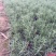 迷迭香农户自产直销迷迭香种植基地。300万处理。