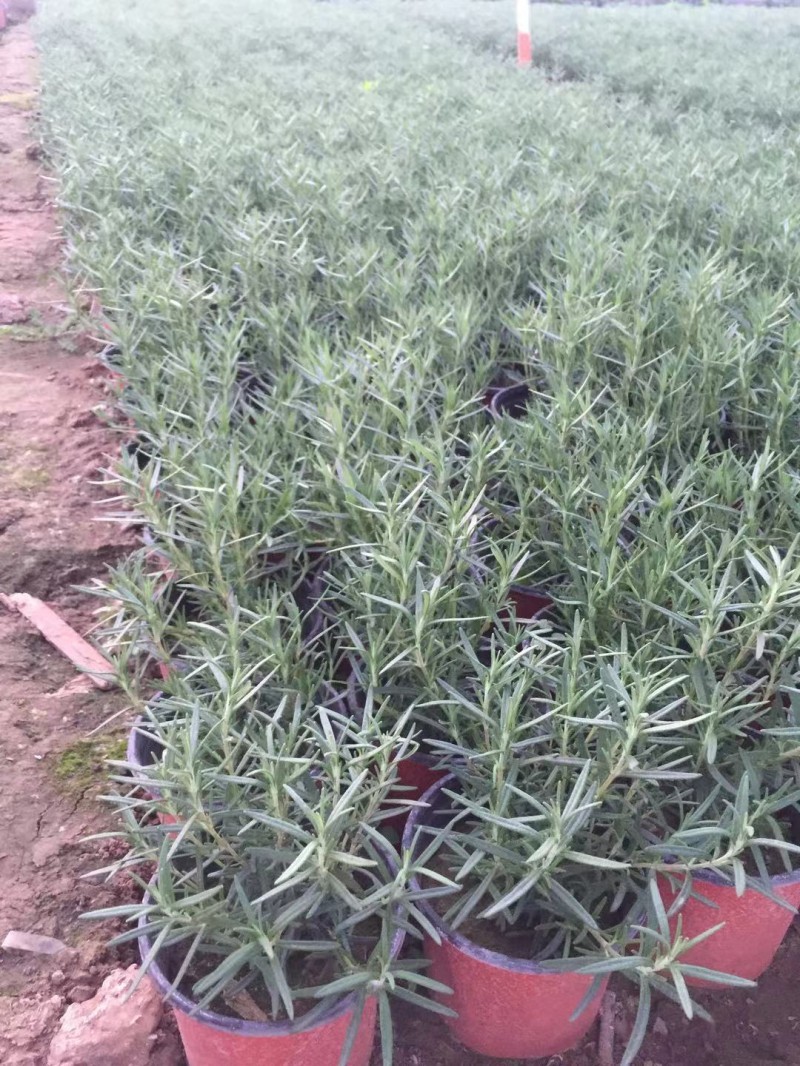 迷迭香农户自产直销迷迭香种植基地。300万处理。