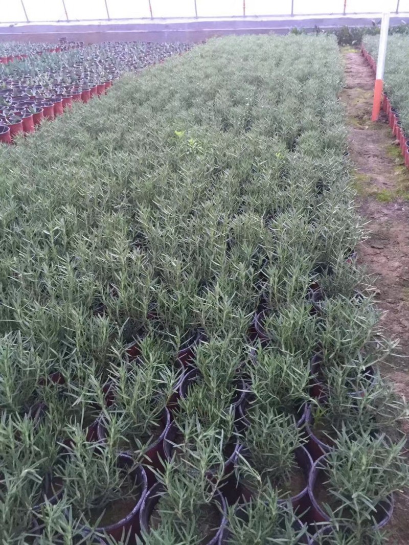 迷迭香农户自产直销迷迭香种植基地。300万处理。