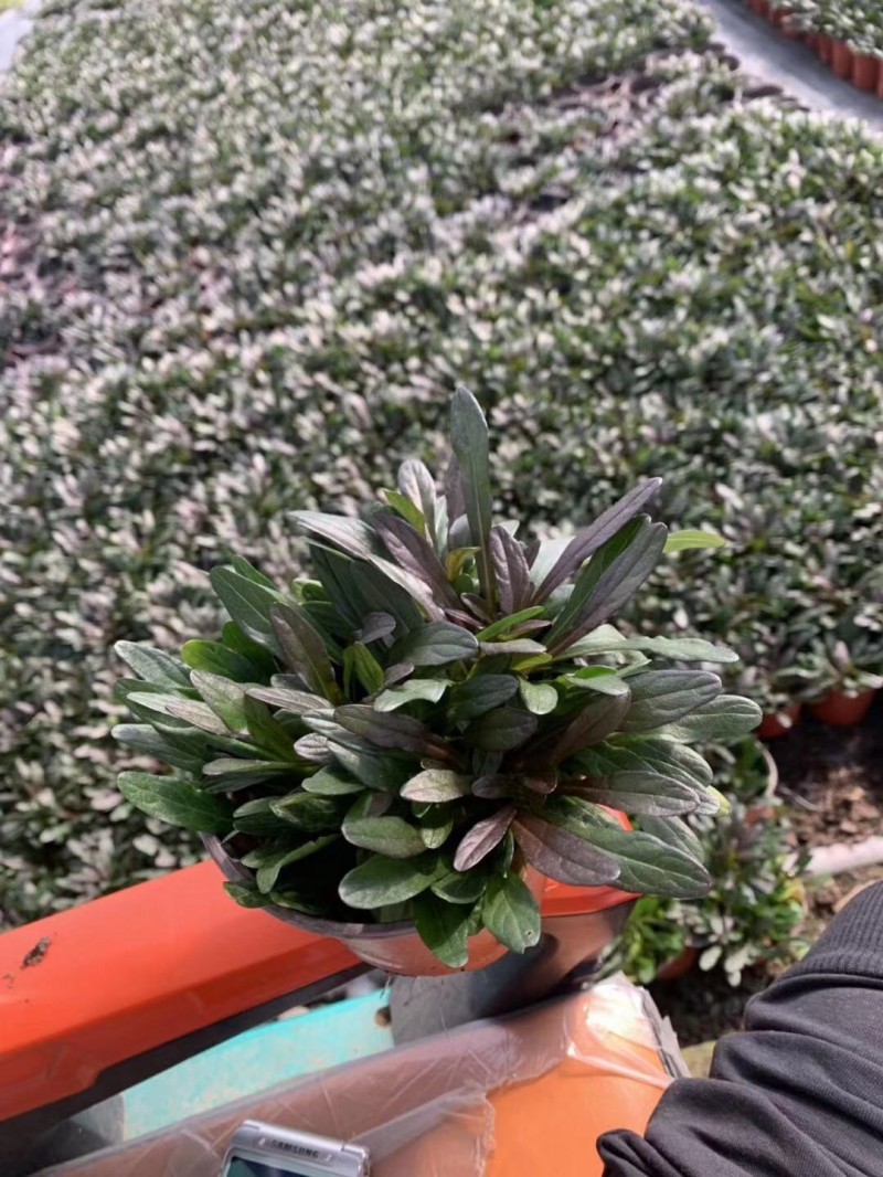 多花筋骨草自产自销多花筋骨草种植基地。500万