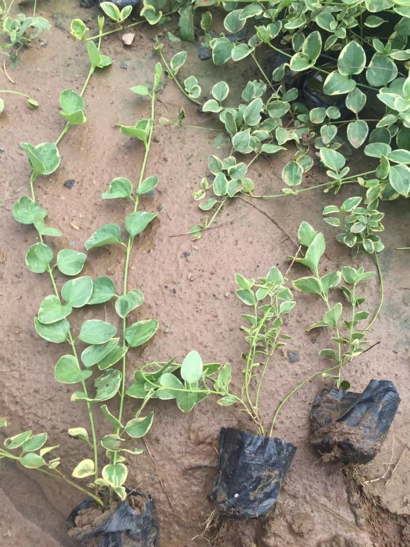 花叶蔓长春种植基地花叶蔓长春自产自销。300万