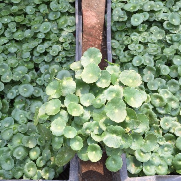 铜钱草自产自销铜钱草种植基地。400万