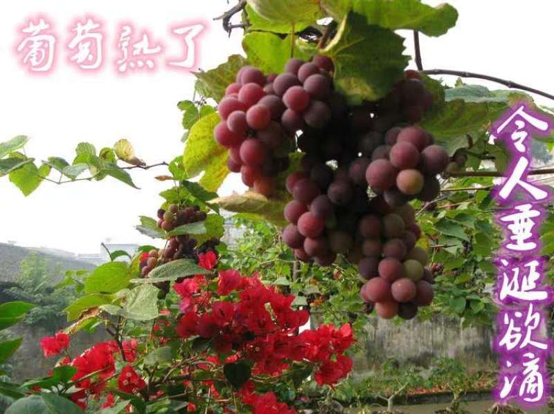 浪漫红颜葡萄苗，蓝宝石等各种葡萄苗诚信经营