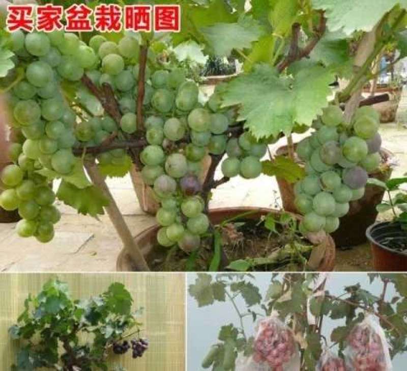浪漫红颜葡萄苗，蓝宝石等各种葡萄苗诚信经营
