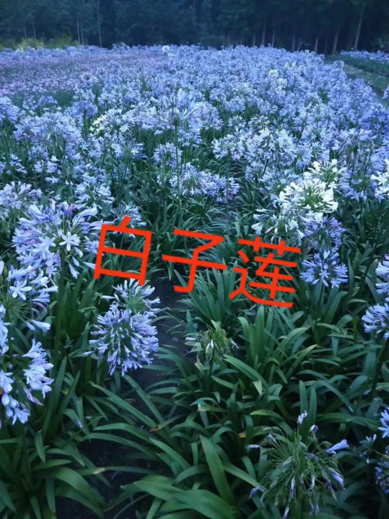 百子莲自产自销百子莲种植基地。100万处理