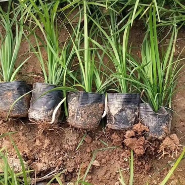 麦冬自产自销麦冬种植基地麦冬大量供应。300万