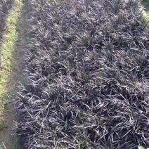 黑麦冬自产自销黑麦冬农户直销。300万处理