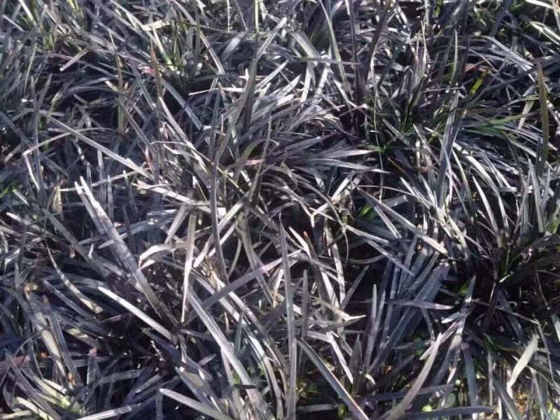 黑麦冬自产自销黑麦冬农户直销。300万处理