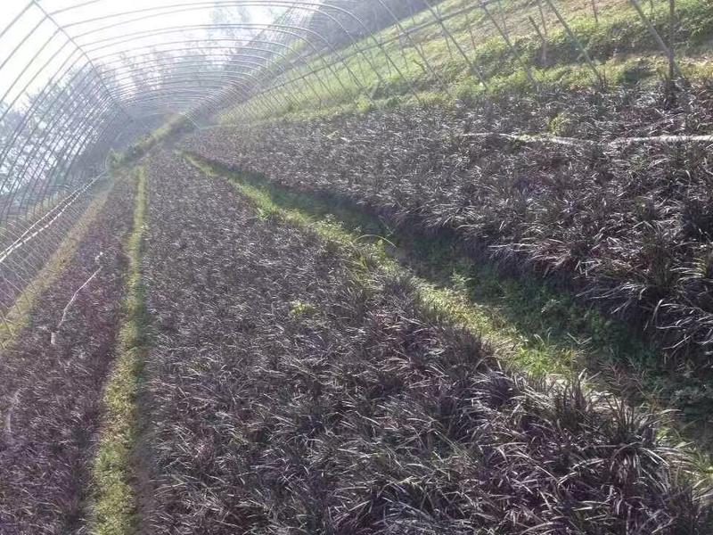 黑麦冬自产自销黑麦冬农户直销。300万处理