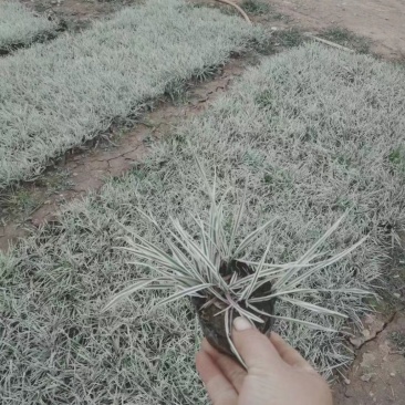 花卉盆景花叶燕麦草种植基地花叶燕麦自产自销