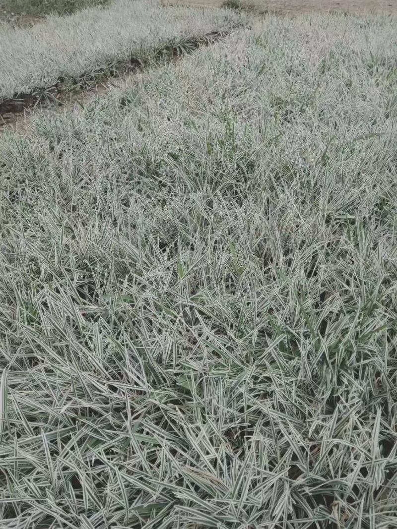 花卉盆景花叶燕麦草种植基地花叶燕麦自产自销