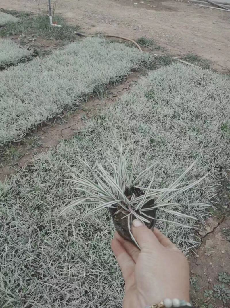 花卉盆景花叶燕麦草种植基地花叶燕麦自产自销
